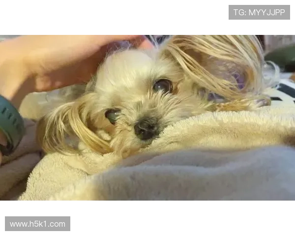 刘洋家的狗吃的都比我一个月工资高